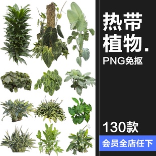 热带植物草叶绿植蕨类雨林PNG免抠图场景后期合成装饰元素PNG素材