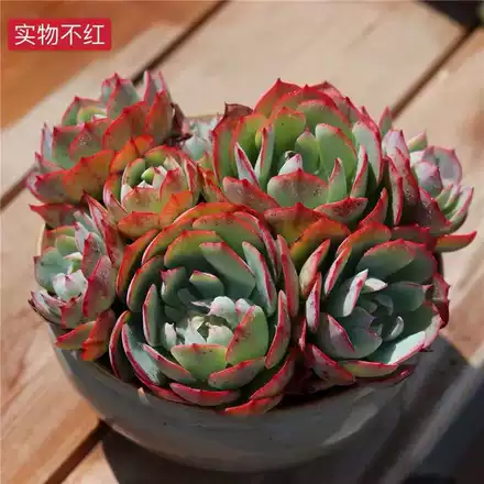 阿美星多肉植物群生小老桩10 15cm