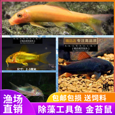 除藻工具鱼观赏鱼底层鱼热带鱼