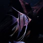 魔门斯卡喷点秘鲁神仙鱼F1红背埃及燕鱼观赏鱼热带鱼南美红魔鬼