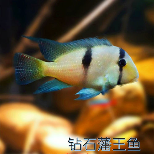钻石藩王热带鱼斯威尼食土鱼鱼苗