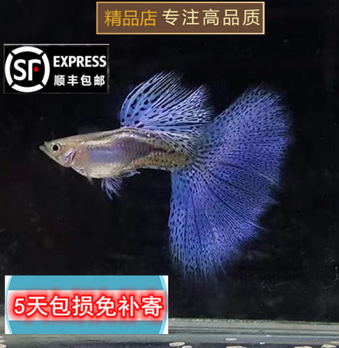 孔雀鱼蓝草尾兰草观赏鱼热带鱼活体缎带大c蝶翼燕尾种鱼纯种精品 - 封面