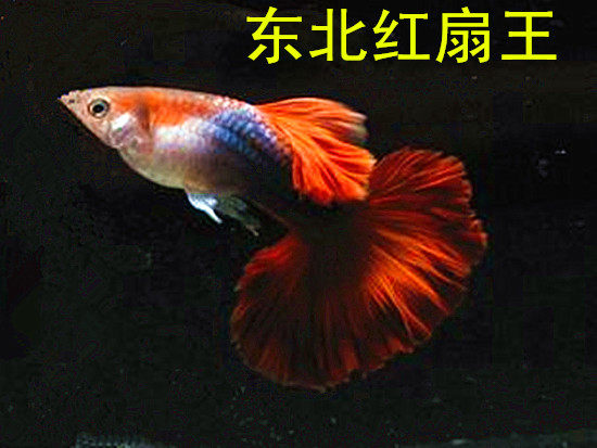 新品热带孔雀缎带纯种种孕母观赏热带活体褶扇红扇巴西鱼孔雀鱼|msdalam kategori haiwan peliharaan/makanan haiwan dan bekalan, Aquarium World, ikan - dari Buy2taobao.com untuk memberikan perkhidmatan ejen Taobao profesional membeli