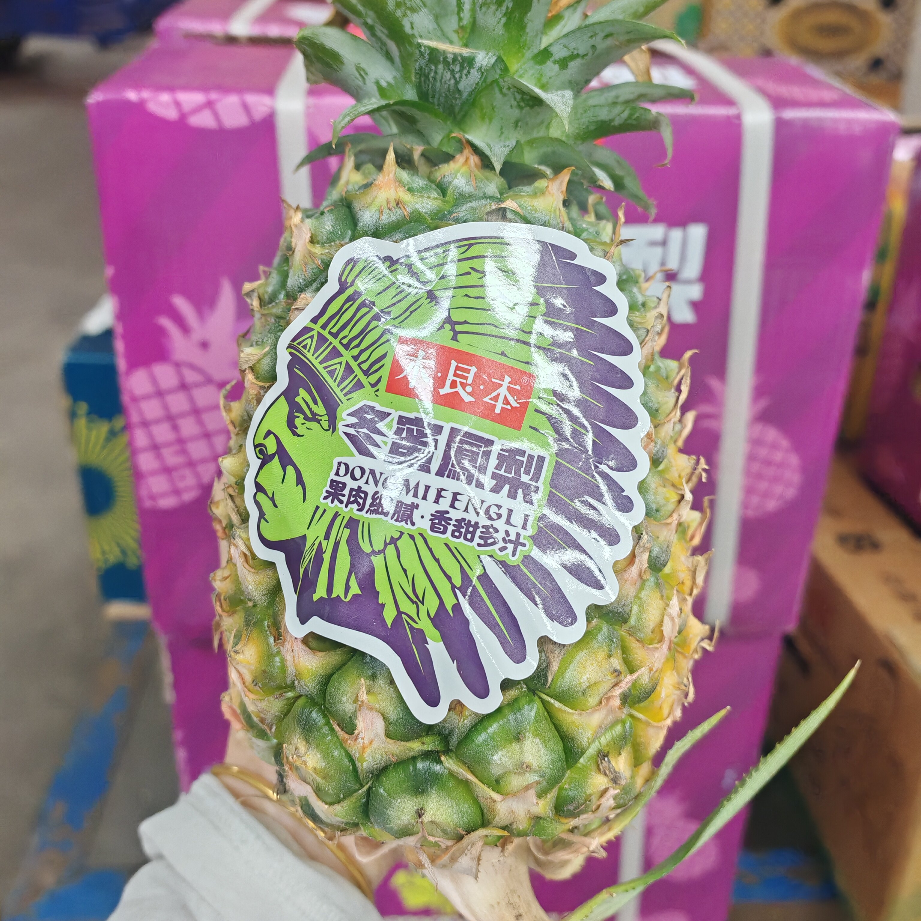 （顺丰包邮）冬蜜凤梨树上熟现摘凤梨香甜菠萝孕妇学生儿童老人吃