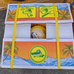 （顺丰包邮）泰国进口鳄鱼牌椰青9个装大果新鲜热带水果香水椰青