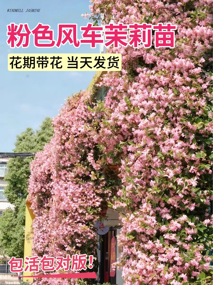 风车茉莉 粉色白色黄色 浓香庭院阳台植物长势快可做拱门花墙