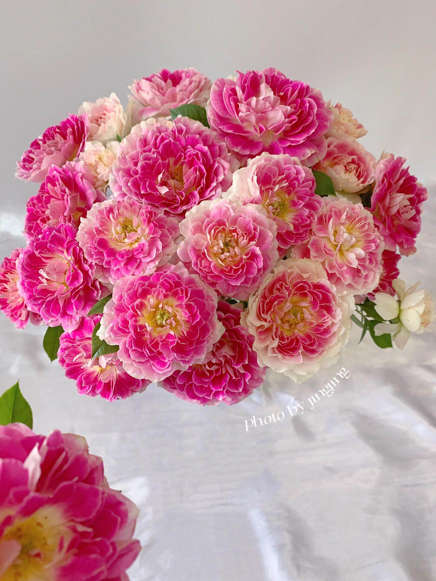 根西又名假日岛芍药  复色大花灌木月季   庭院阳台耐寒抗旱花卉