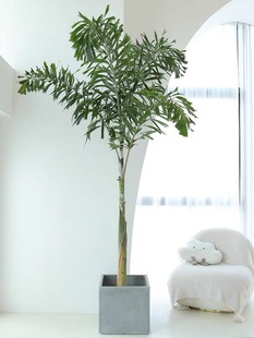狐尾椰子树热带植物盆栽室内大型绿植室外阳台庭院绿化网红棕榈树