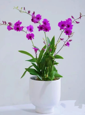 石斛兰盆栽带花冬季紫色花卉植物室内花带花苞阳台名贵兰花易养活