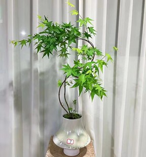黄金流泉枫树盆景红枫树盆栽花园网红枫树日本红枫树禅意鸡爪槭树