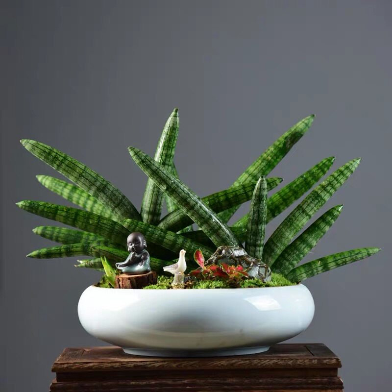 虎皮兰招财佛手佛前香虎尾兰室内客厅绿植盆栽四季常青吸甲醛植物