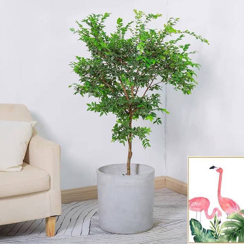 嘉宝果植物大树户外别墅庭院好养四季盆栽阳台楼顶大型绿植