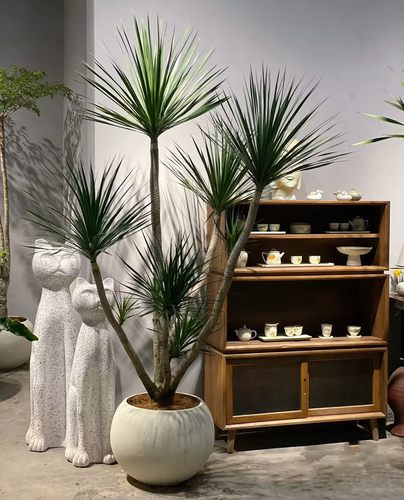 黑珍珠龙血树网红植物艺术盆景