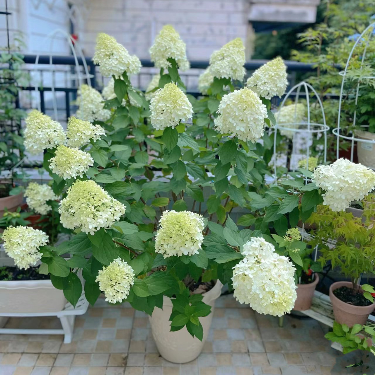 圆锥木绣球别墅花园多年花灌树图片