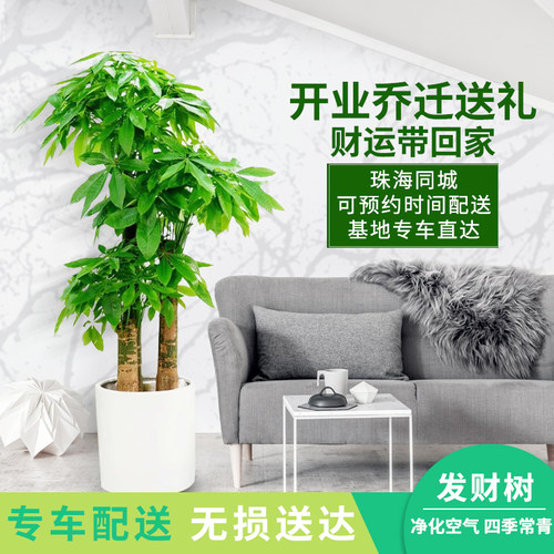 珠海花卉绿植室内盆栽植物三杆步步高发财树金钱树大绿萝乔迁送礼
