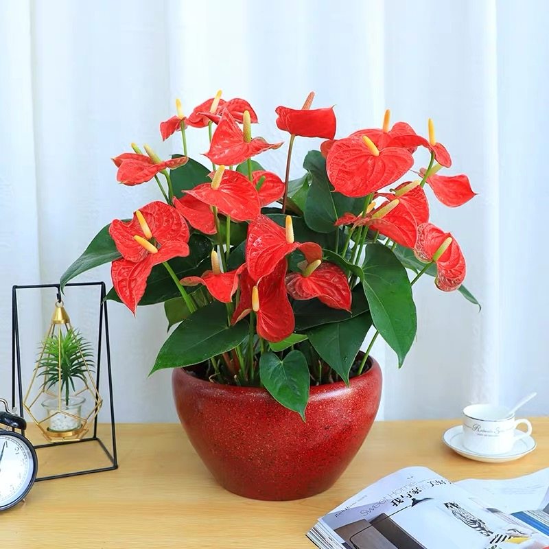 珠海红掌花卉绿植开业乔迁四季开花植物粉掌红星鸿运当头吸甲醛