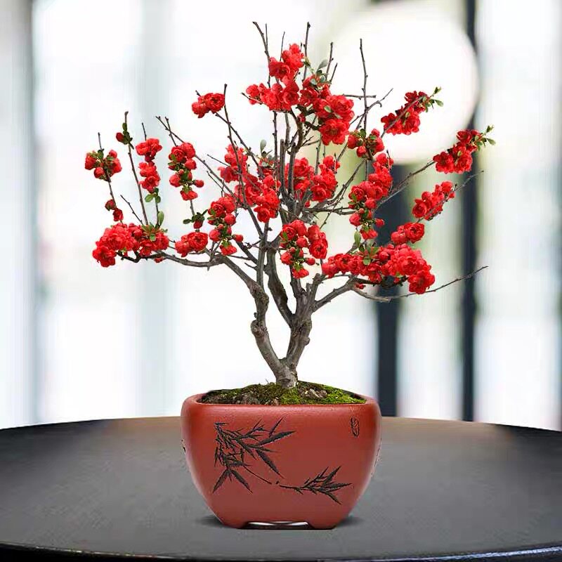 日本海棠花盆栽花卉室外植物室内盆景老桩耐寒植物四季开花