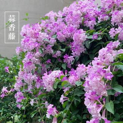 蒜香藤爬藤植物紫铃藤攀援藤本花根叶藤带蒜香味庭院花卉阳台植物