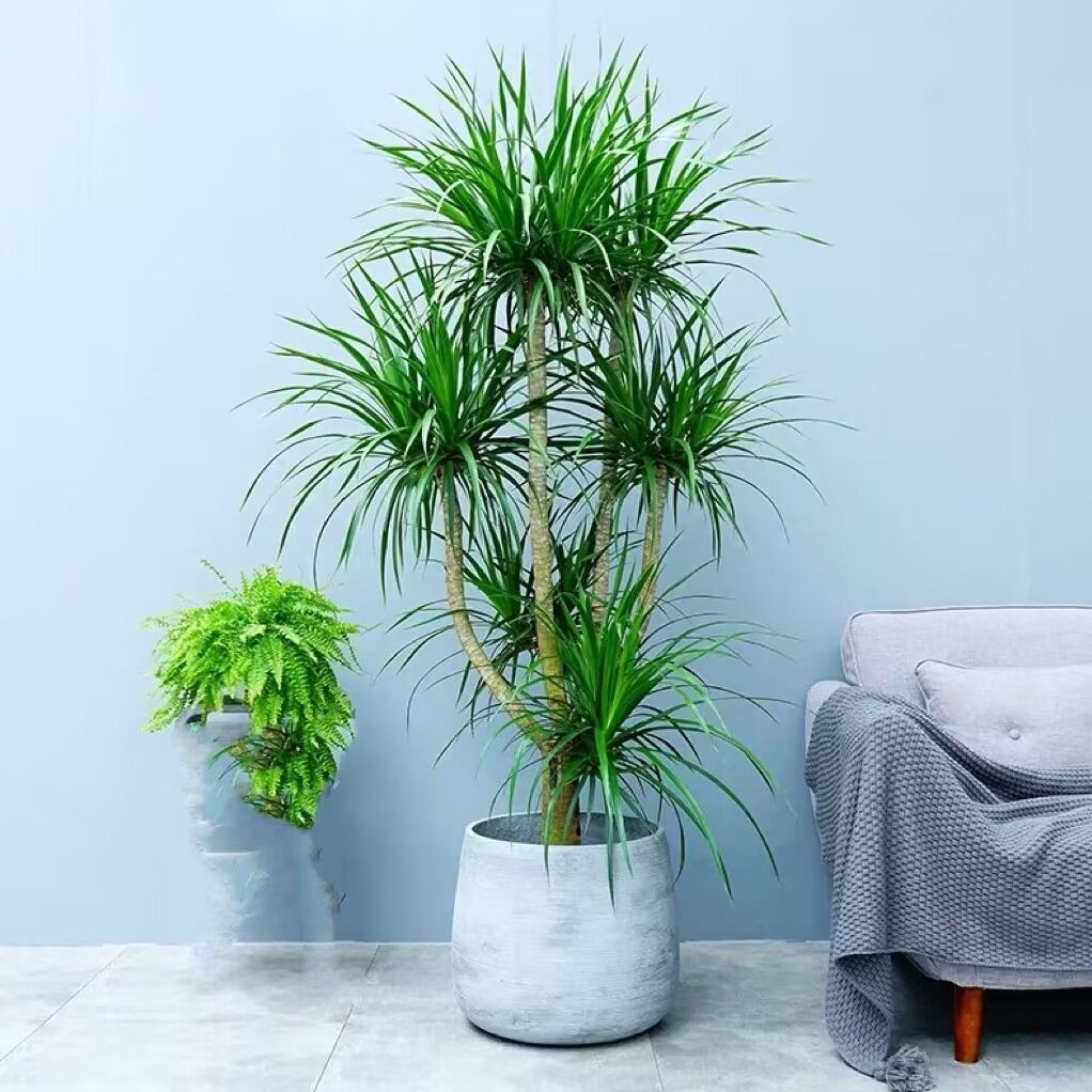 多头龙血树大型植物室内盆栽卧室客厅办公室造型老桩龙须树耐阴