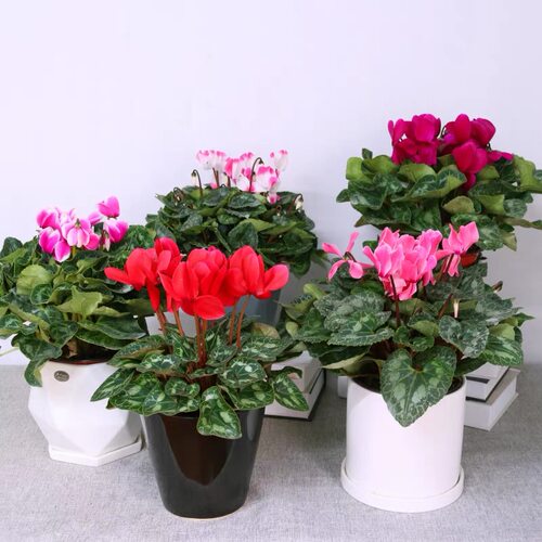 仙客来盆栽花兔耳朵花四季开花好养大花阳台室内花卉年宵花蝶衣花