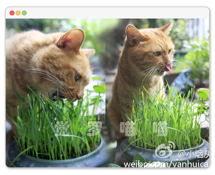 5件包邮 上海本地猫草种子99%高发芽率 一千粒送种植说明