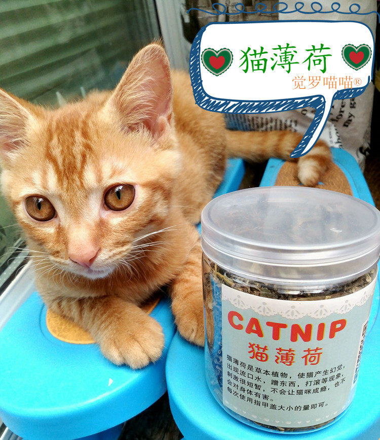 多省市包邮 店主自种天然紫花脱水猫薄荷升级瓶装 40g