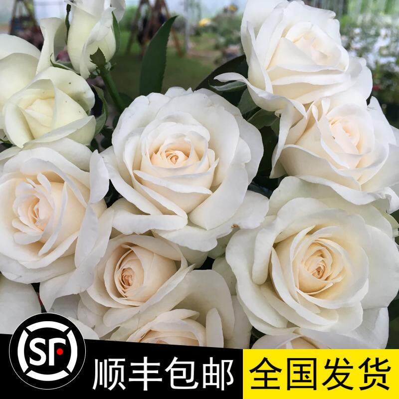 珍妮莫罗纯白色切花玫瑰