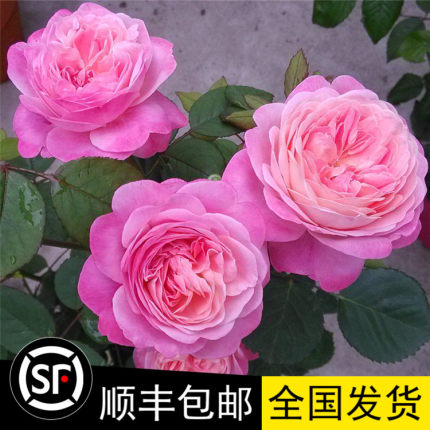 日本进口耐寒丰花月季花苗 梦光环/梦之光环 四季开花 带花发货