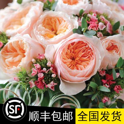经典大卫奥斯汀切花切苞月季花苗 朱丽叶 切朱 多花四季开花 带花