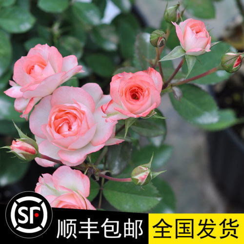盆栽花卉植物可爱多月季四季开花