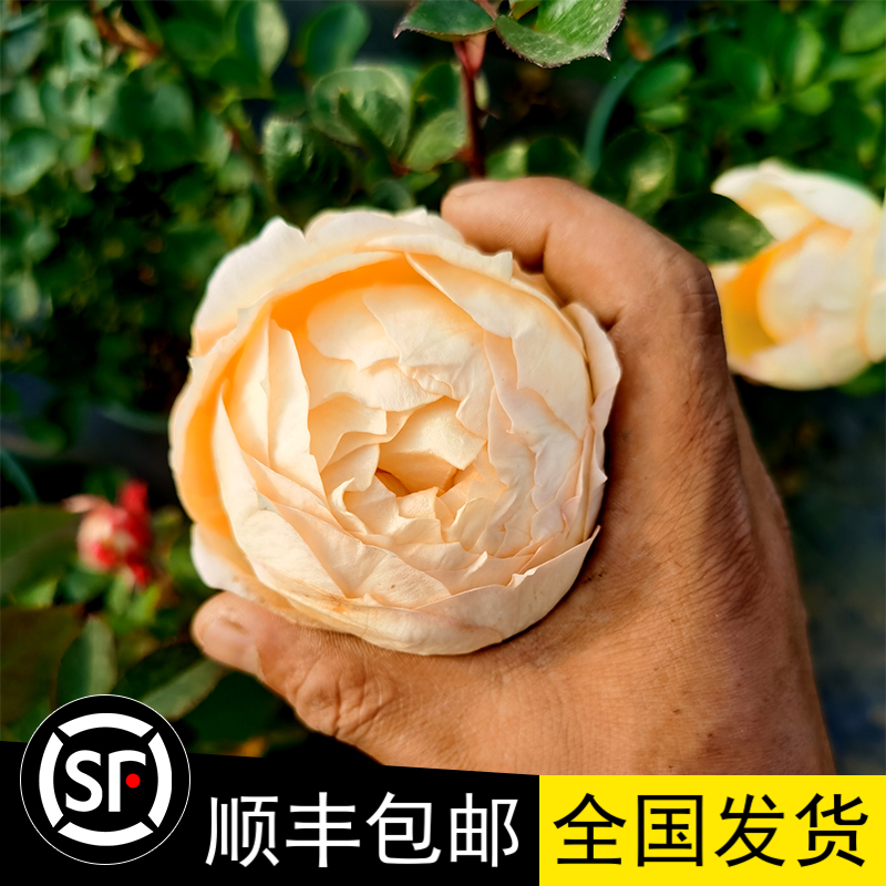 象牙伊芙伯爵 香槟色大花浓香型月季灌木直立包子型四季多季开花