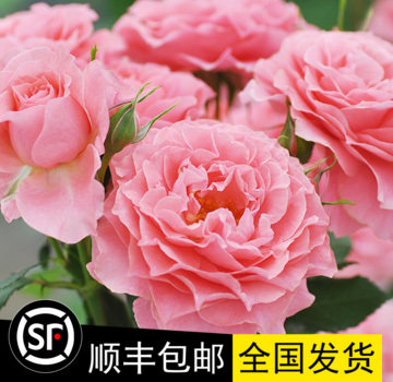 抗病强多季节循环开花珊瑚果冻