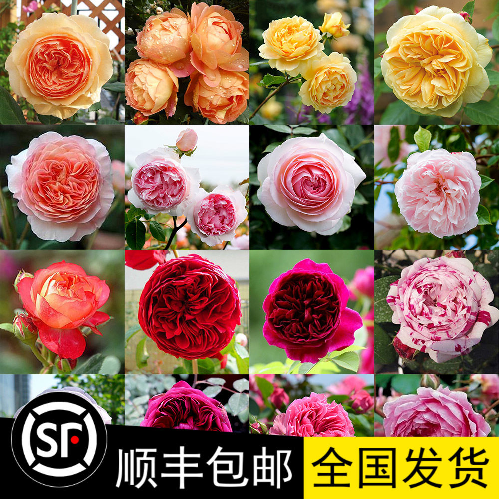 南北方庭院地栽大苗蔷薇爬藤花卉