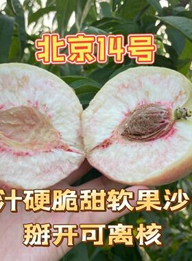 北京十四号桃子脆桃离核脱骨桃子5斤盒装水蜜桃14号甜大鲜桃