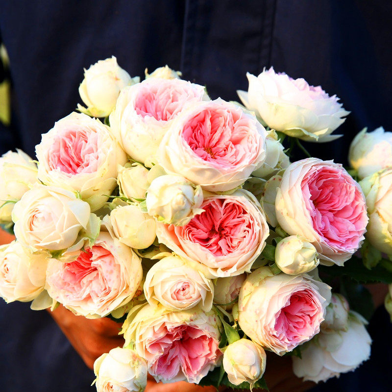 绒球门廊月季花勤花多头灌木切花人手一棵阳台1加仑苗一六八园艺