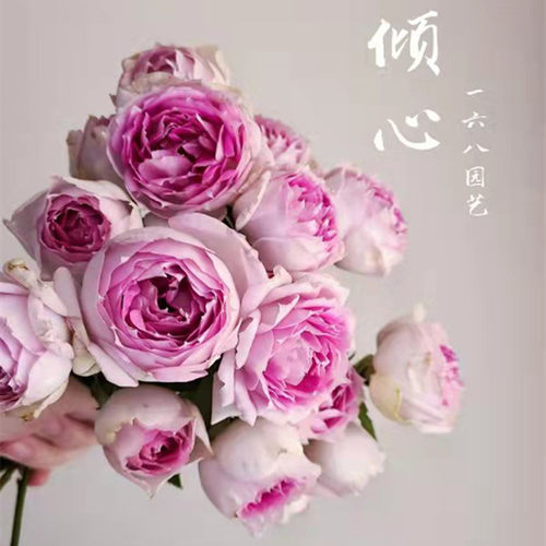 直播一物一拍月季花园艺苗圃