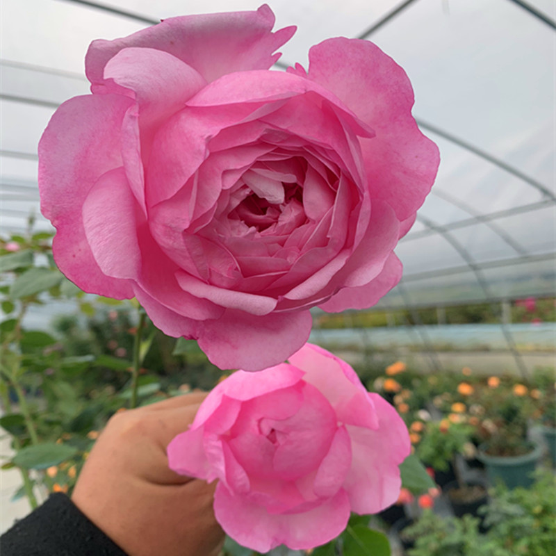 一六八园艺新品野鹤月季花浓香灌木长势快花朵大复花快阳台盆栽