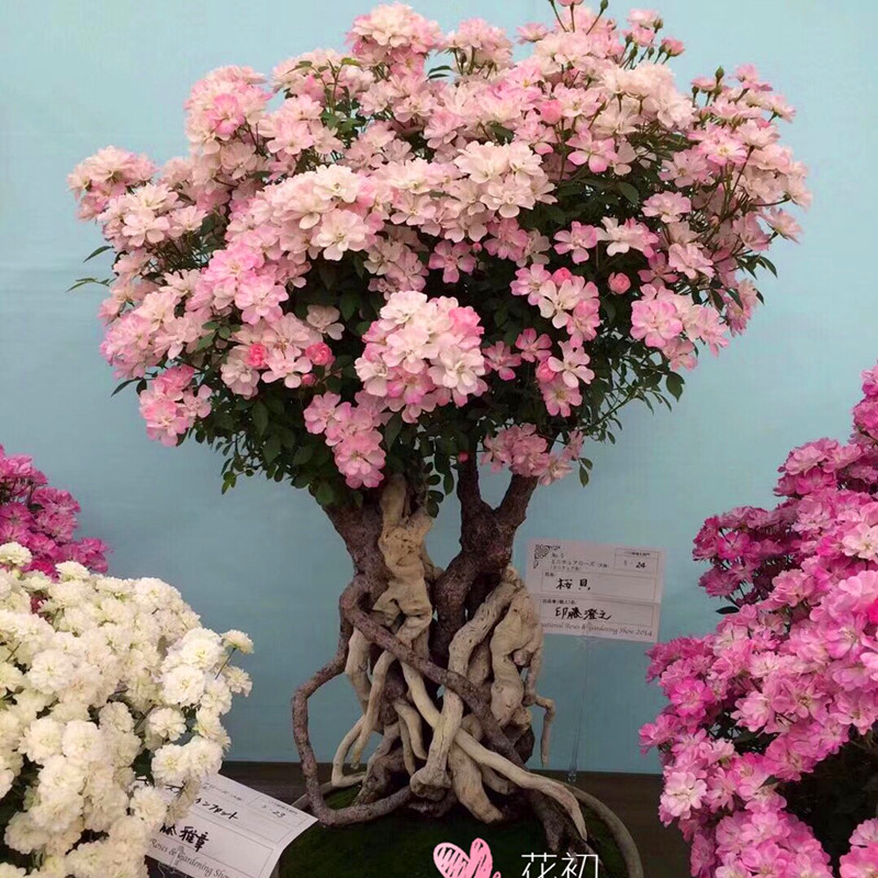 新品迷你盆景月季樱坂迷你微型月季花耐开1加仑大苗一六八园艺