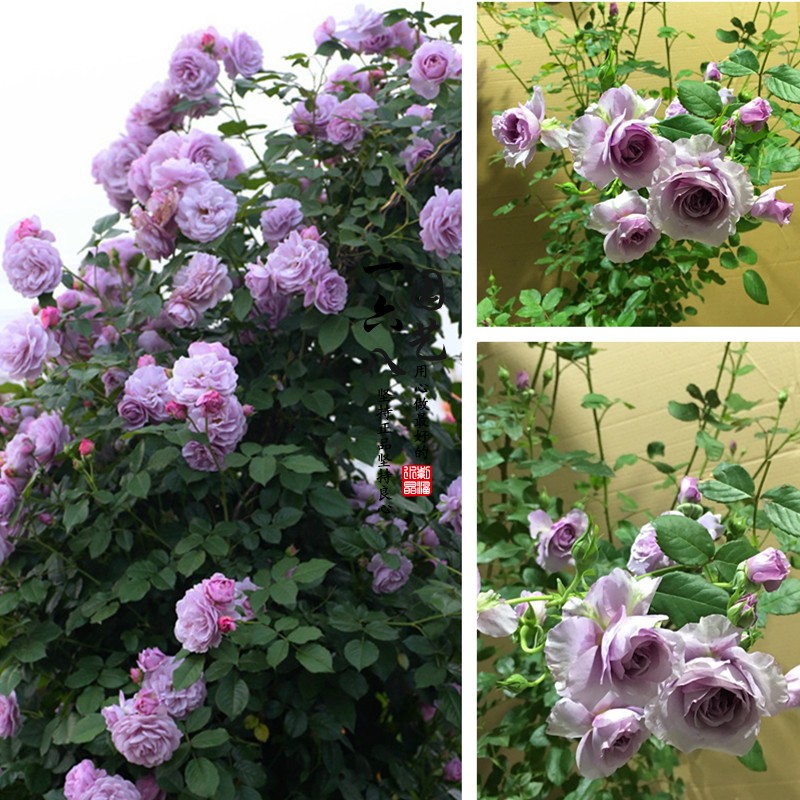 新品日月薰衣草花环-薰衣草花束大型蓝色系爬藤月季花特别推荐