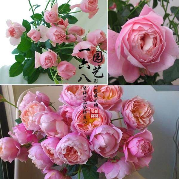 日月世霸-圣思法贝尔月季耐热勤花多头灌木切花易养一六八园艺