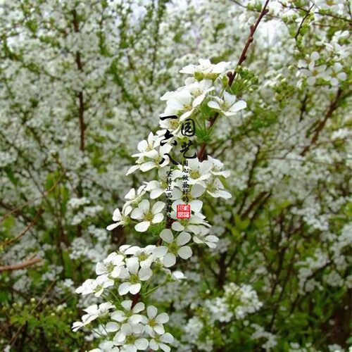 易养庭院阳台植物春季喷雪花