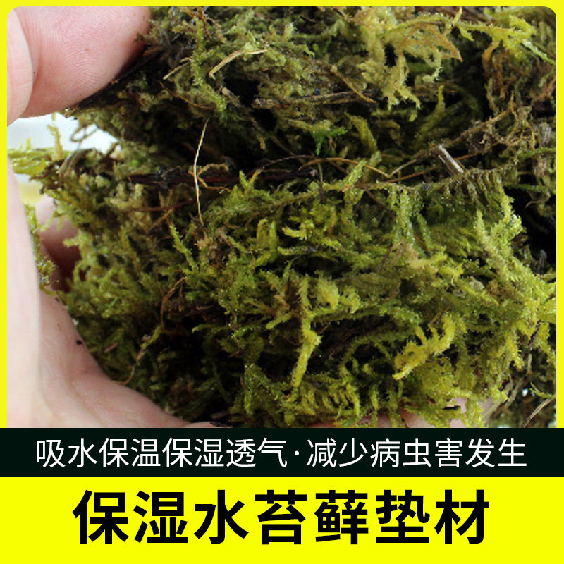 爬虫乌龟过冬垫材保温保湿宠物蝎子角蛙用品水苔苔藓保湿鲜水苔藓