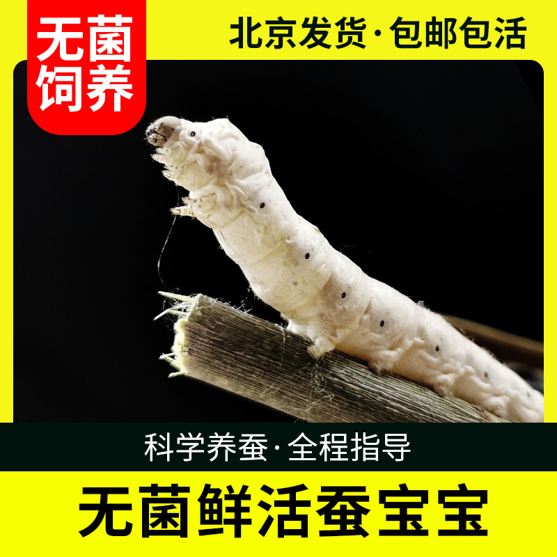 蚕宝宝活体活蚕套装送新鲜桑叶蚕卵学生科普养蚕饲料彩色卵包鲜活