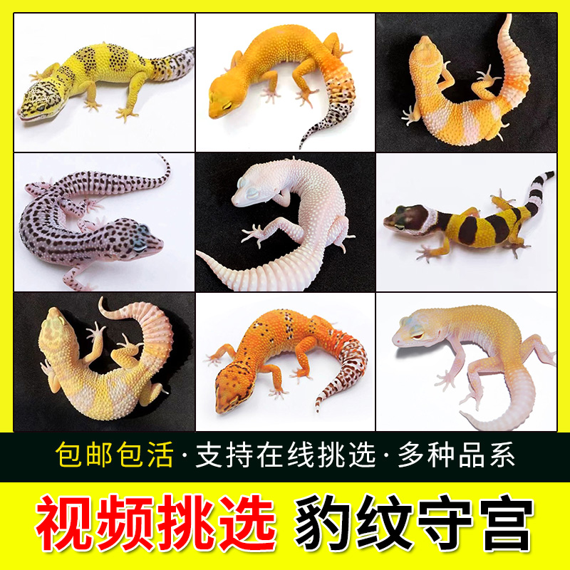 豹纹守宫蜥蜴幼体活物网红萌宠好养爬宠易养异宠温顺无毒视频挑选