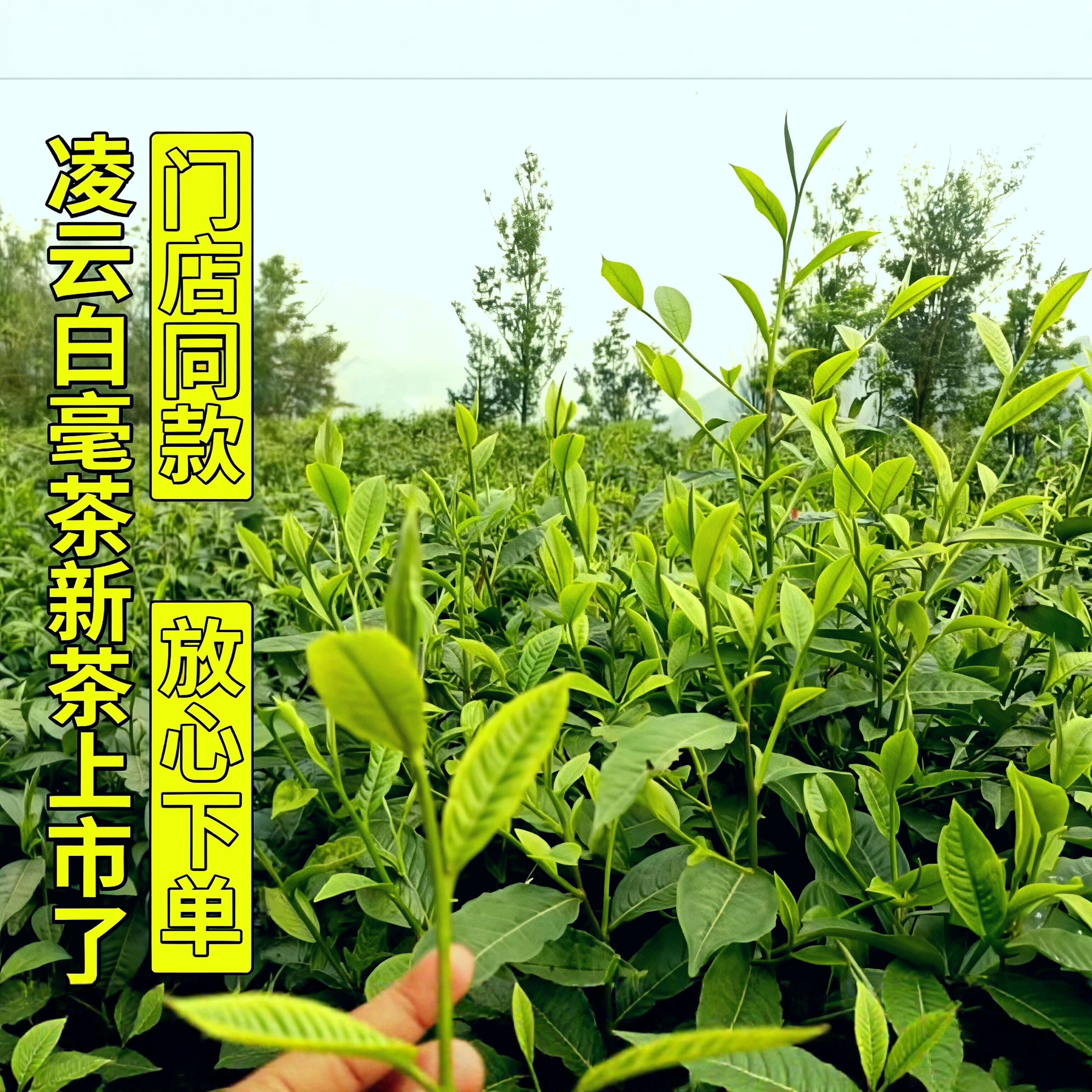 2026春茶新茶一级绿茶广西名茶凌云白毫板栗香型可冷泡耐泡绿茶