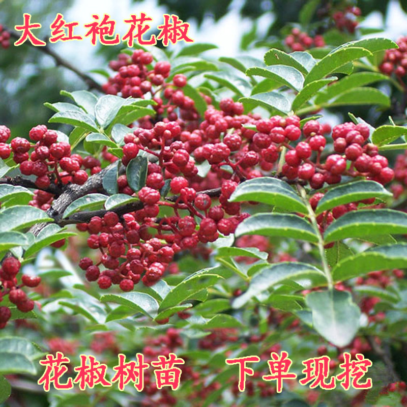 大红袍花椒树苗篱笆墙狮子头花椒小苗花椒苗地栽花椒果树苗