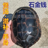 食用石金钱大龟煲汤乌龟鲜活食用草龟活物食用龟淡水龟南石龟老龟