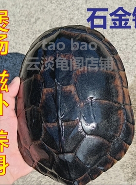 食用石金钱大龟乌龟鲜活食用草龟活物食用龟水龟南石龟中国草龟