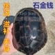 食用石金钱大龟煲汤乌龟鲜活食用草龟活物食用龟淡水龟南石龟老龟