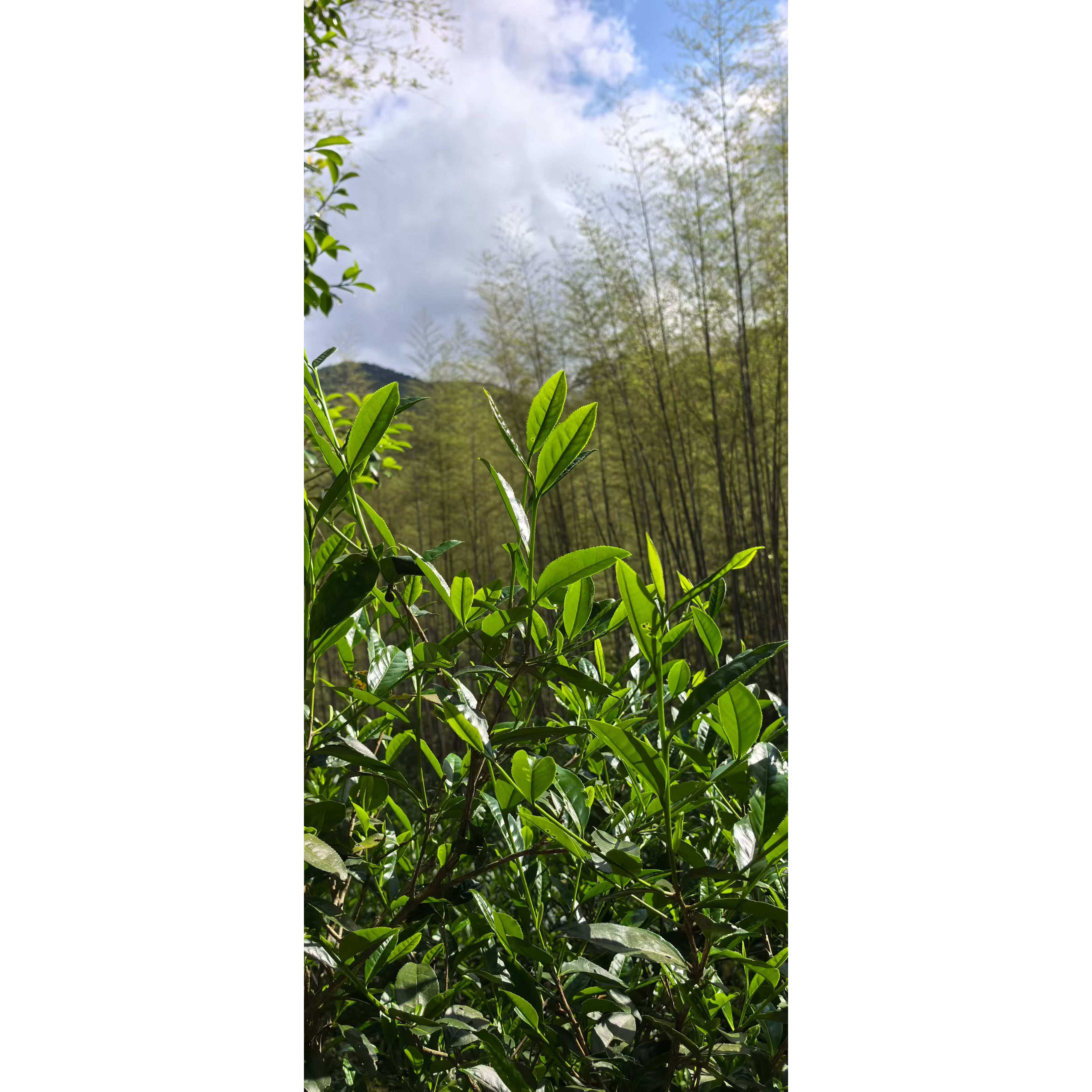 武夷岩茶品鉴组合装，试喝装，武夷山大红袍。